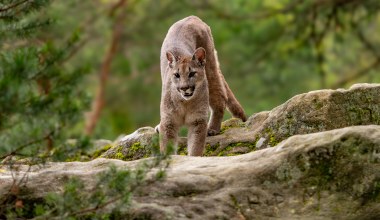 Kobieta wyruszyła w góry. Znaleziono ją martwą obok pumy