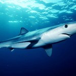 Kobieta zaatakowana przez rekina u wybrzeży Wielkiej Brytanii
