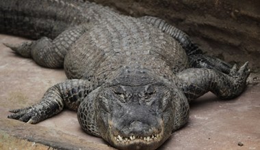 Kobieta zginęła w paszczy aligatora. Mąż nie zdołał jej uratować
