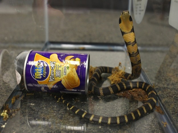 Kobra królewska to największy na świecie wąż jadowity. Może osiągnąć nawet sześć metrów /US ATTORNEY LA  /PAP/EPA