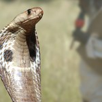 Kobra wpełzła do łóżeczka dziecka. Chłopiec zagryzł ją na śmierć