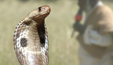 Kobra wpełzła do łóżeczka dziecka. Chłopiec zagryzł ją na śmierć