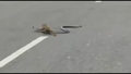 Kobra z mangustą w morderczej walce na środku drogi 