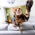 "Koci ninja". Dlaczego koty wykonują szybkie zwroty i ataki "w powietrzu"?