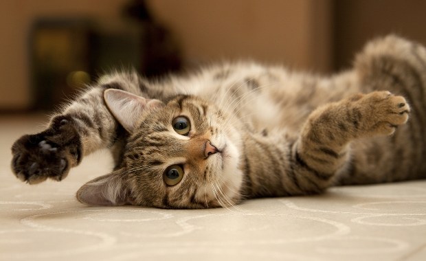 Kociambrowy kalendarz w poznańskim schronisku. W zamian za pomoc