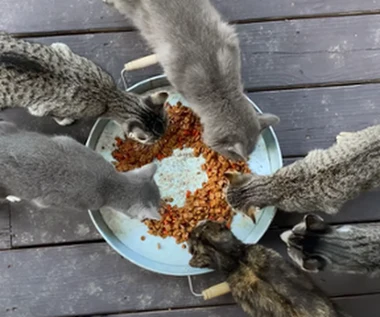 "Kociarze": Czyli list miłosny do wielbicieli kotów