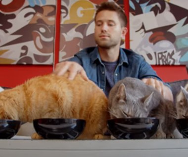 "Kociarze": Te wspaniałe koty i... ich mężczyźni [recenzja]