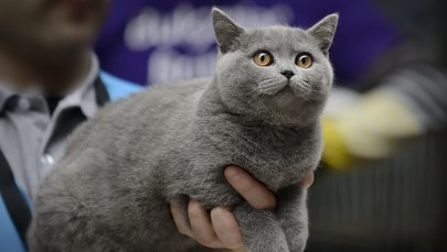 Kocie piękności rywalizują w Łodzi. Zobacz, jakie są najpopularniejsze rasy