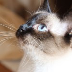 Kocie sygnały "niewidzialnego bólu". Znaki często ignorowane przez właścicieli. Zwróć uwagę na wąsy