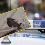 Kocięta w foliowych workach w kontenerze na śmieci. Bulwersująca historia 