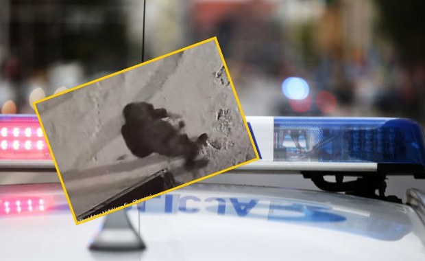 Kocięta w foliowych workach w kontenerze na śmieci. Bulwersująca historia 