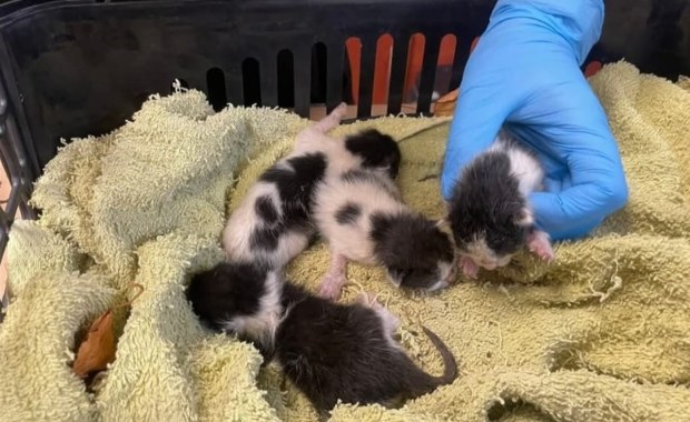 Kocięta wyrzucone w reklamówce do śmietnika. Uratowali je 12-latkowie