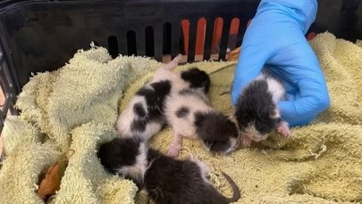 Kocięta wyrzucone w reklamówce do śmietnika. Uratowali je 12-latkowie