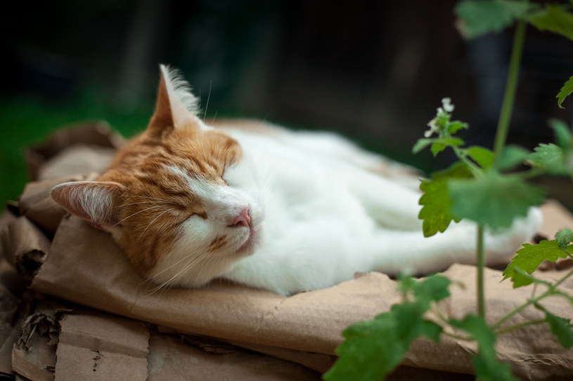 Kocimiętka działa kojąco na kota, ale także może go... pobudzić! /123RF/PICSEL