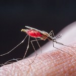 Kogo najczęściej kąsają komary?