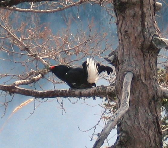 Kogut cietrzewia /Wikimedia