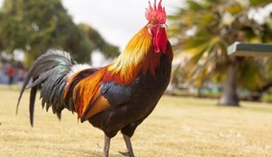Kogut pieje około 200 razy dziennie. Sąsiedzi nie mogą normalnie żyć