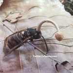 „Kojarzycie grzyba, który zmienia mrówki w zombie?”. Ciekawe zjawisko w polskich lasach