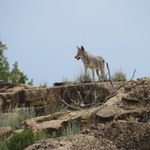 Kojoty pod wpływem narkotyków? Coraz częściej atakują ludzi