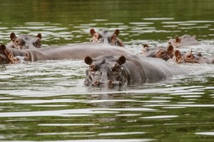 "Kokainowe" hipopotamy podbijają Kolumbię. Zwierzęta sprowadził tam Escobar