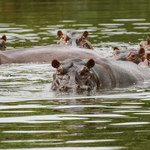 "Kokainowe" hipopotamy podbijają Kolumbię. Zwierzęta sprowadził tam Escobar
