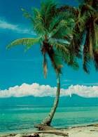 Kokosowa palma /Encyklopedia Internautica