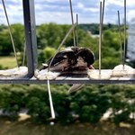 Kolce zabijają ptaki. Ornitolodzy chcą zakazu