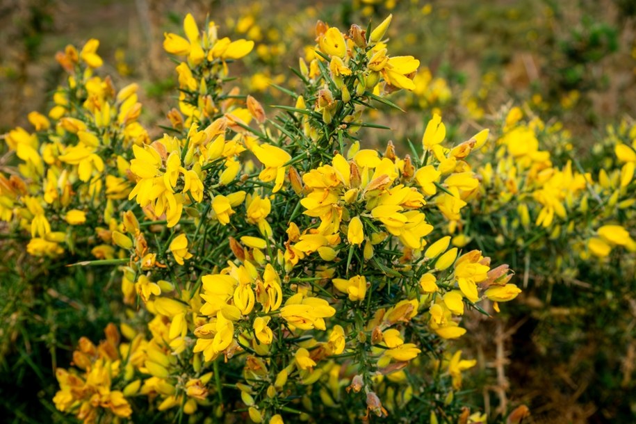 Kolcolist zachodni - Ulex europaeus /Shutterstock