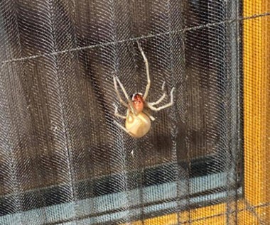 Kolczak zbrojny: ​Niebezpieczny pająk na oknie domu pod Poznaniem