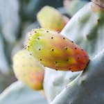 Kolczasta powłoka, słodkie wnętrze. Chroni wątrobę jak mało co i oczyszcza organizm