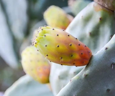 Kolczasta powłoka, słodkie wnętrze. Chroni wątrobę jak mało co i oczyszcza organizm