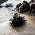 Kolczasty filar raf znika. Zjawisko od Atlantyku po Morze Czerwone