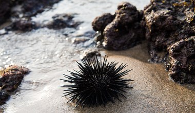 Kolczasty filar raf znika. Zjawisko od Atlantyku po Morze Czerwone