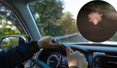 Kolczasty olbrzym biegł asfaltem pod Złotoryją. Nagrał go zdumiony kierowca