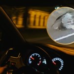 Kolczasty olbrzym biegł drogą pod Chrzanowem. Kierowca zdumiony