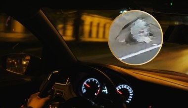 Kolczasty olbrzym biegł drogą pod Chrzanowem. Kierowca zdumiony