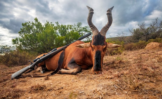 ​Kolejna "antymyśliwska" ustawa w Sejmie. Cel: Zakaz importu trofeów zwierzęcych