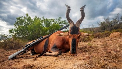 ​Kolejna "antymyśliwska" ustawa w Sejmie. Cel: Zakaz importu trofeów zwierzęcych