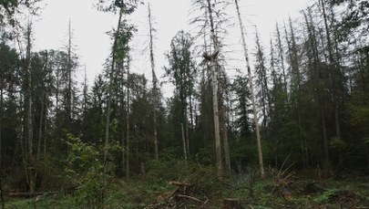 Kolejna blokada Puszczy Białowieskiej. Protest aktywistów z 12 państw