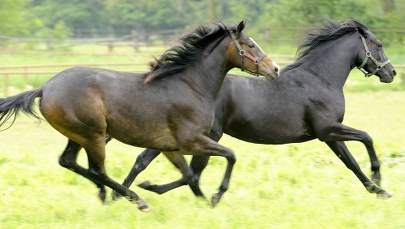 Kolejna klacz padła w Janowie Podlaskim. Kilka dni temu urodziła źrebaka