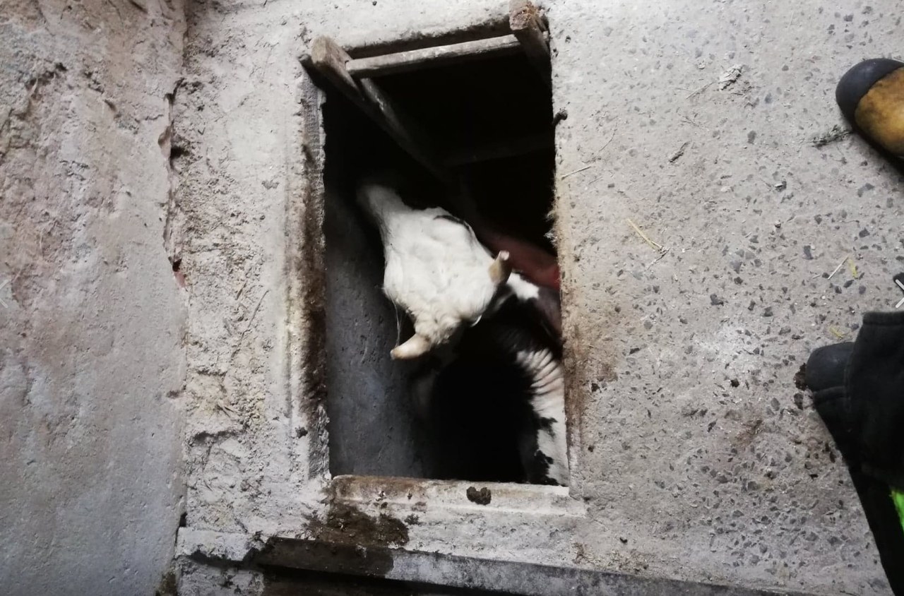 Kolejna krowa "wędrowniczka". Tym razem zwierzę wpadło do piwnicy