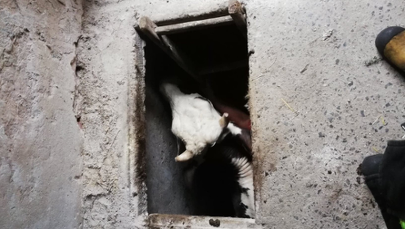 Kolejna krowa "wędrowniczka". Tym razem zwierzę wpadło do piwnicy 