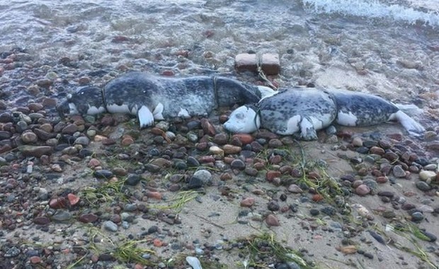 Kolejna martwa foka na polskim wybrzeżu. Znaleziono ją na plaży w Jastrzębiej Górze