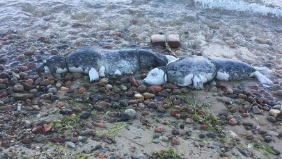 Kolejna martwa foka na polskim wybrzeżu. Znaleziono ją na plaży w Jastrzębiej Górze