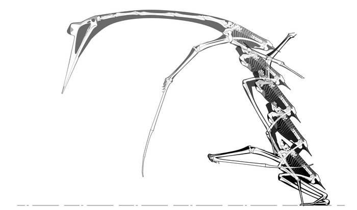 Kolejne etapy wzbijania się do lotu. Quetzalcoatlus przysiada, wybija się i zaczyna machać skrzydłami. /Kevin Padian et al / John Conway /Materiały prasowe