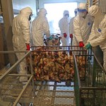 Kolejne ogniska ptasiej grypy w Wielkopolsce. Zutylizowano 15 tys. kaczek