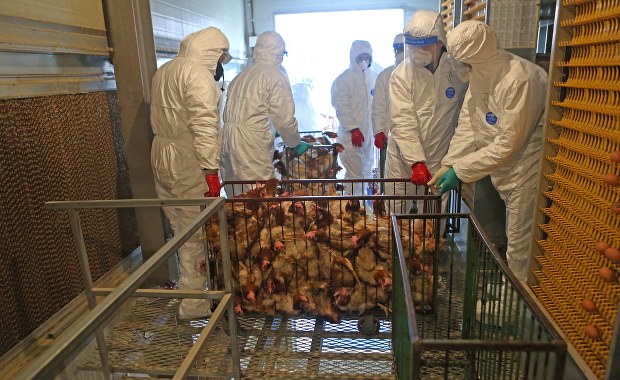 Kolejne ogniska ptasiej grypy w Wielkopolsce. Zutylizowano 15 tys. kaczek