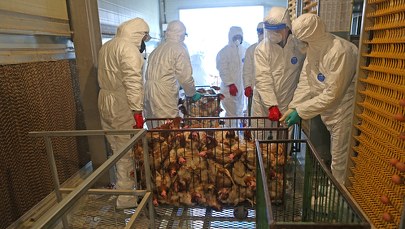 Kolejne ogniska ptasiej grypy w Wielkopolsce. Zutylizowano 15 tys. kaczek