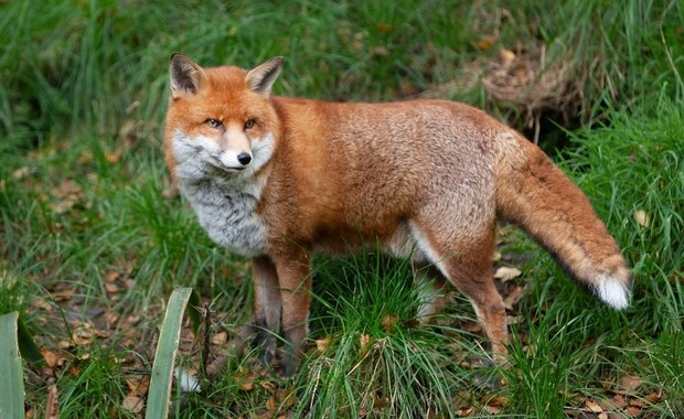 Kolejne ogniska wścieklizny w Lubelskiem