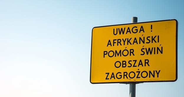 Kolejne ognisko ASF w Polsce... /&copy;123RF/PICSEL